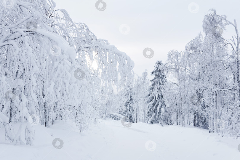 Скачать зимняя заснеженная дорога среди замерзших деревьев в морозном пейзаже фотосток Ozero