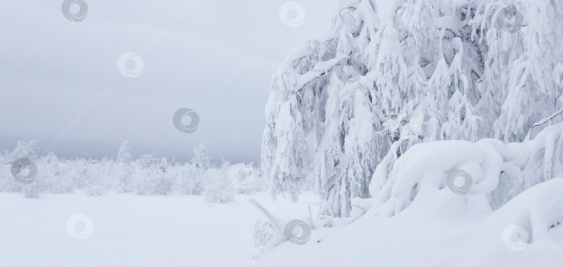 Скачать деревья в диком зимнем пейзаже, покрытые снегом и инеем за кормой фотосток Ozero