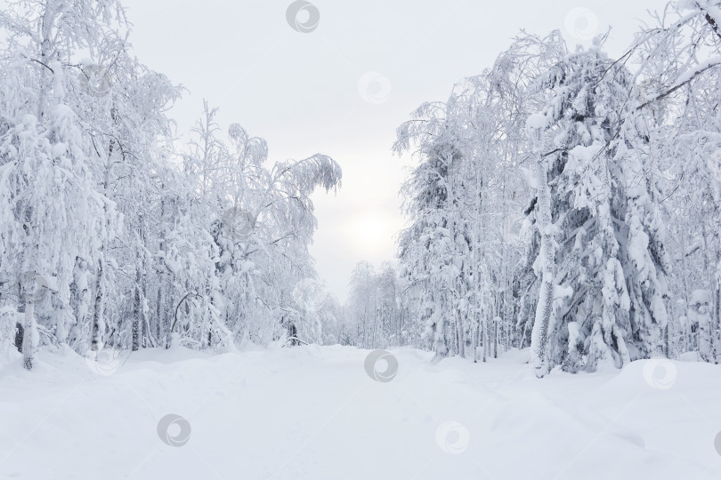 Скачать зимняя заснеженная дорога среди замерзших деревьев в морозном пейзаже фотосток Ozero
