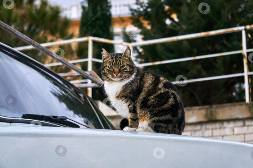 Скачать городской уличный кот, сидящий на капоте автомобиля фотосток Ozero