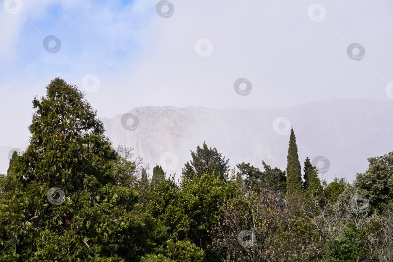 Скачать горный хребет в тумане едва виден за деревьями фотосток Ozero