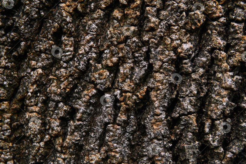 Скачать фон, текстура - бугристая кора старого дерева фотосток Ozero