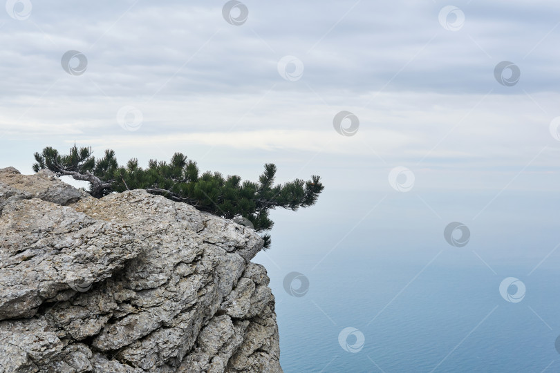 Скачать горная сосна прячется от ветра на отвесном утесе над морем фотосток Ozero