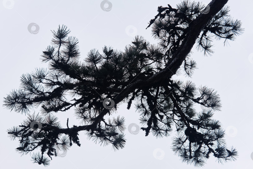 Скачать силуэт сосновой ветки на фоне светлого облачного неба фотосток Ozero