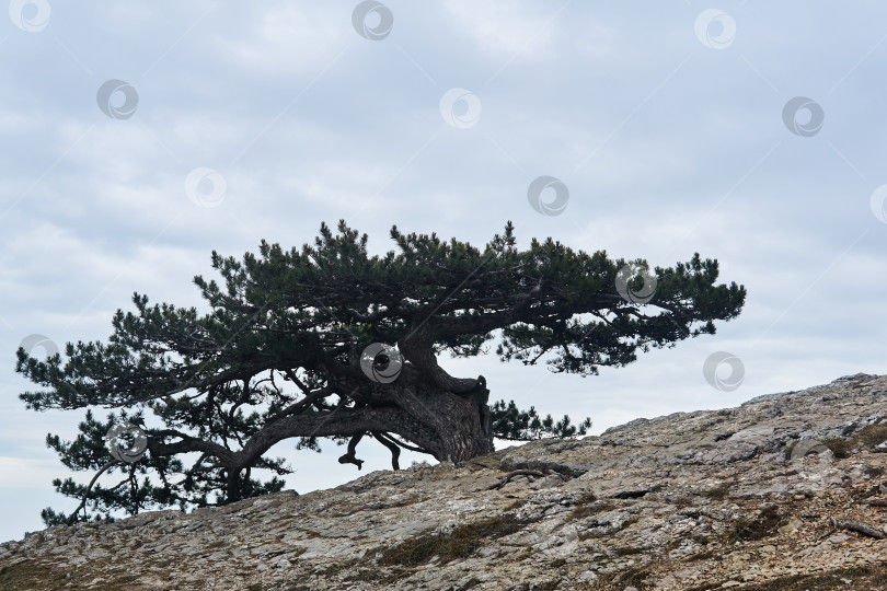 Скачать причудливая искривленная сосна на скалах на краю пропасти фотосток Ozero