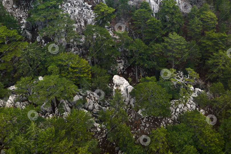 Скачать горный сосновый лес на склоне среди известняковых скал, вид сверху фотосток Ozero