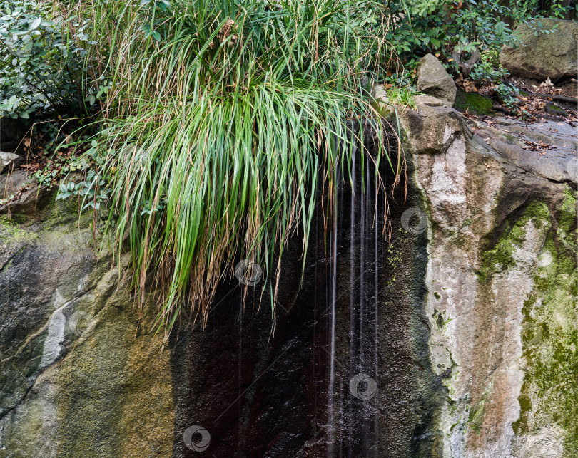 Скачать ручей стекает со скалы из-под пучка осенней травы фотосток Ozero