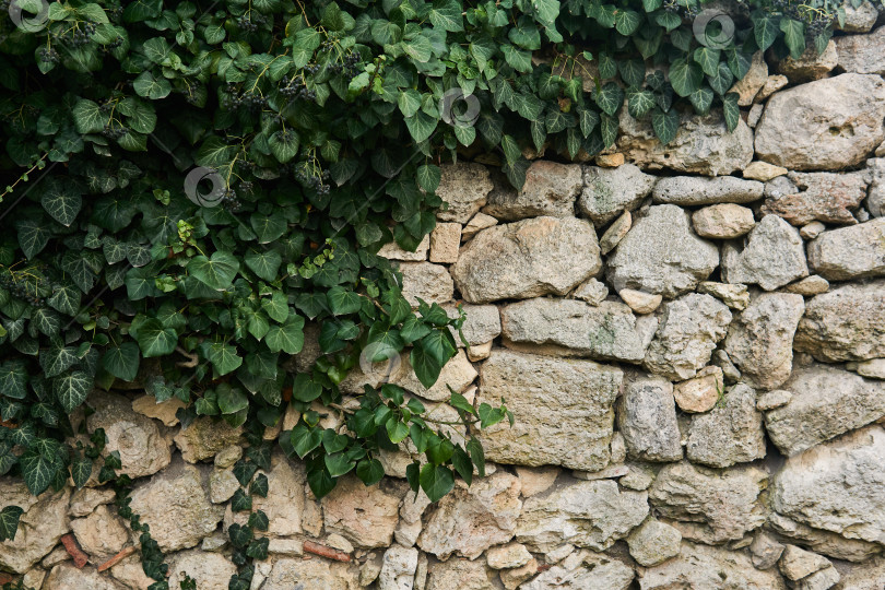 Скачать фрагмент древней стены, частично скрытый зеленым плющом фотосток Ozero