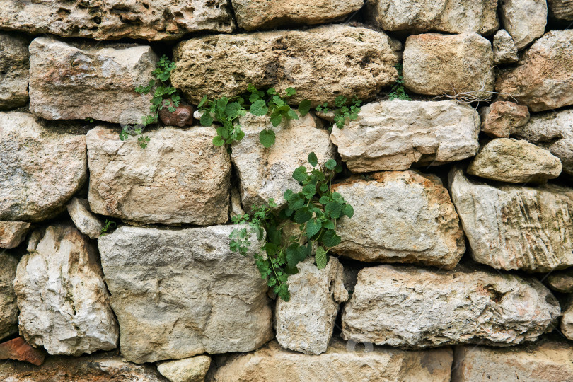 Скачать фрагмент древней стены с растительностью, пробивающейся сквозь фотосток Ozero