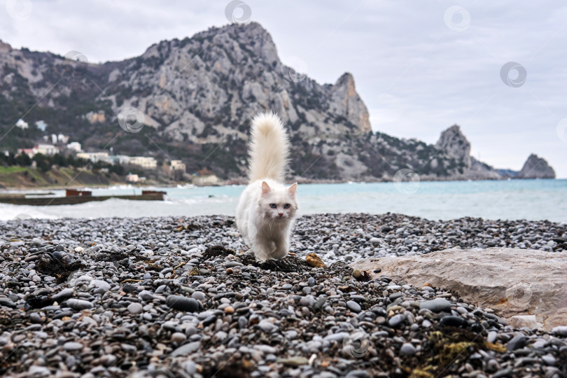 Скачать белая кошка прогуливается по морскому пляжу на фоне скалы фотосток Ozero