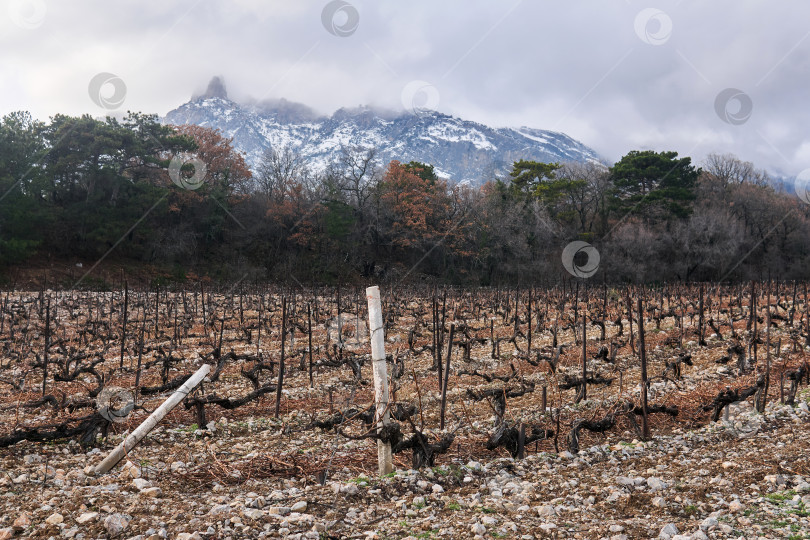 Скачать сухая зимняя обрезка лоз на винограднике на фоне фотосток Ozero