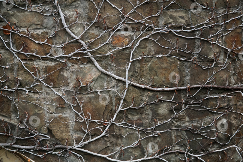 Скачать фон - каменная стена, вплетенная сухими зимними стеблями виноградной лозы фотосток Ozero
