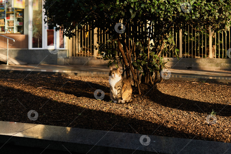 Скачать бездомная кошка в лучах утреннего солнца на городской улице фотосток Ozero
