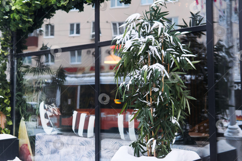 Скачать заснеженный бамбук у двери уличного кафе фотосток Ozero