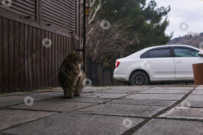 Скачать пушистый серый бездомный кот в городской среде обитания фотосток Ozero