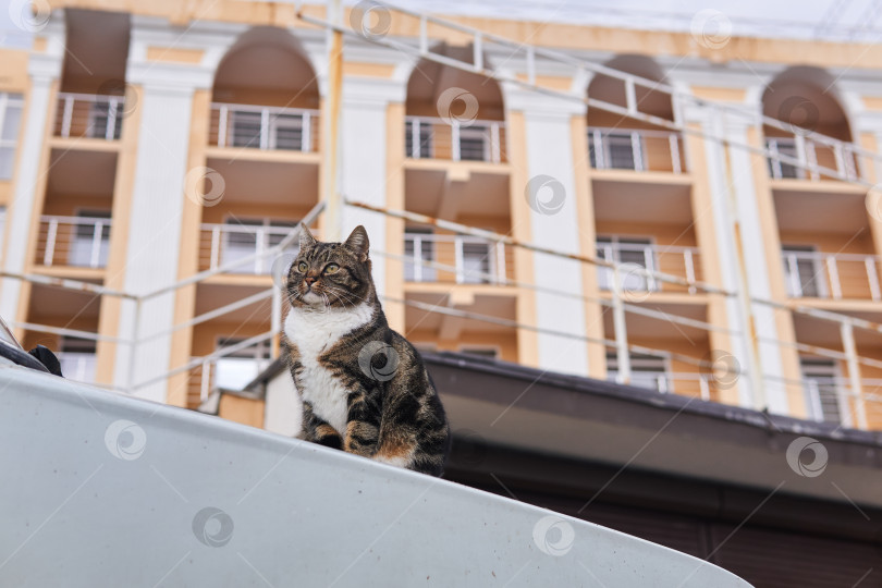 Скачать городской уличный кот, сидящий на капоте машины в размытом городе б фотосток Ozero