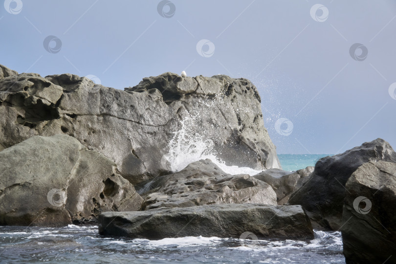 Скачать морской прибой между прибрежными скалами с сидящими на них чайками фотосток Ozero