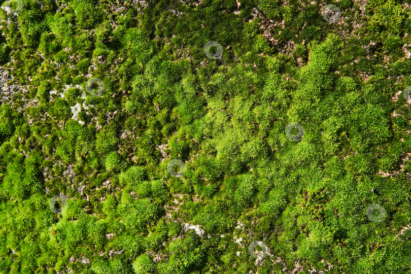Скачать фон, текстура - ярко-зеленый мох на бетонной стене фотосток Ozero