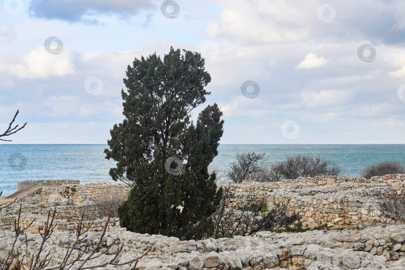 Скачать кипарисовое дерево среди античных руин на берегу моря фотосток Ozero