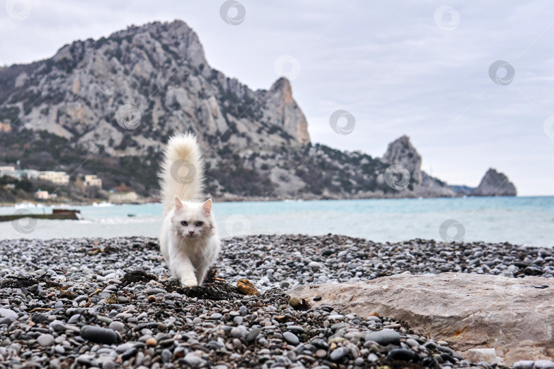 Скачать белая кошка прогуливается по морскому пляжу на фоне скалы фотосток Ozero