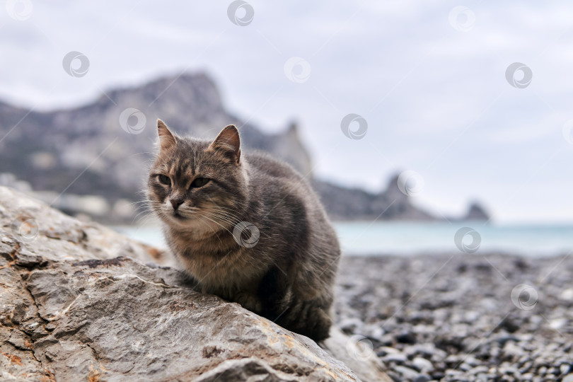 Скачать серая кошка сидит на камне на фоне размытого моря фотосток Ozero