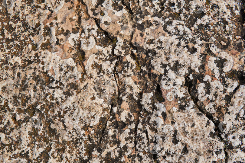 Скачать поверхность розоватой скалы покрыта лишайником и мхом фотосток Ozero