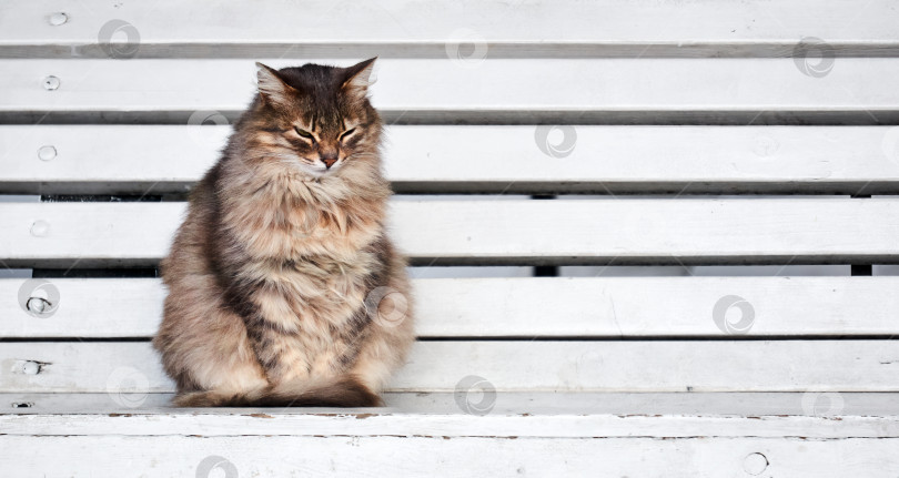 Скачать пушистый бездомный кот сидит на скамейке в парке фотосток Ozero