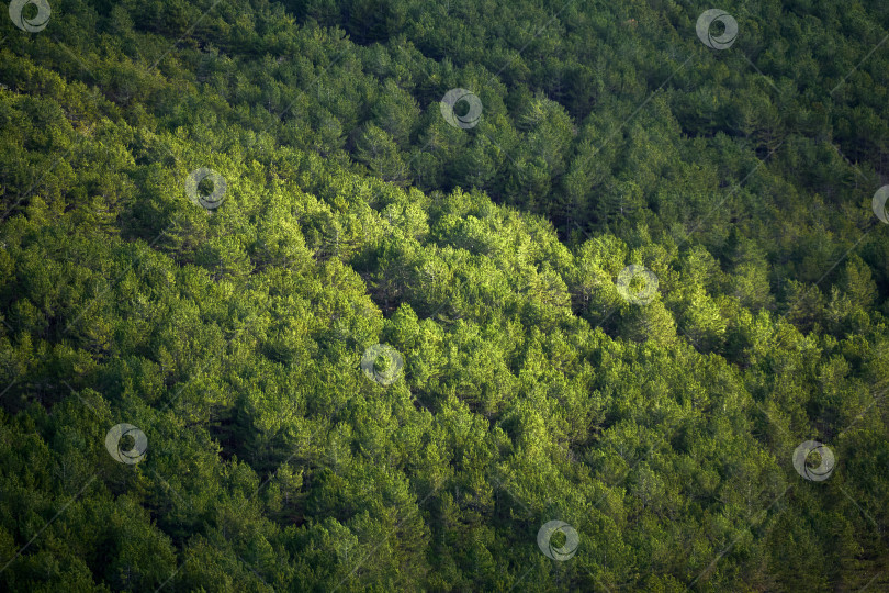Скачать вид сверху на сосновый лес, частично освещенный солнечными лучами фотосток Ozero