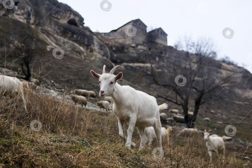 Скачать козленок пасется со стадом на фоне руин фотосток Ozero
