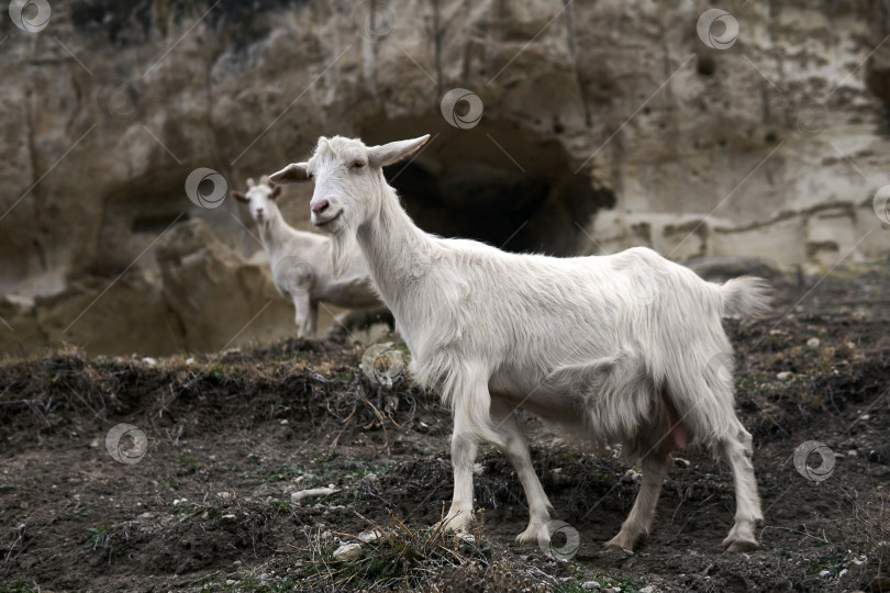 Скачать коза пасется со стадом на фоне развалин фотосток Ozero