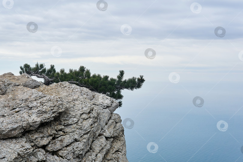 Скачать горная сосна прячется от ветра на отвесном утесе над морем фотосток Ozero