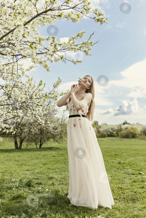 Скачать Молодая красивая блондинка в длинном белом платье позирует возле цветущей вишни в саду, весенний живописный пейзаж фотосток Ozero