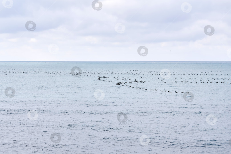 Скачать морской пейзаж со стаей перелетных птиц, низко пролетающих над ватом фотосток Ozero