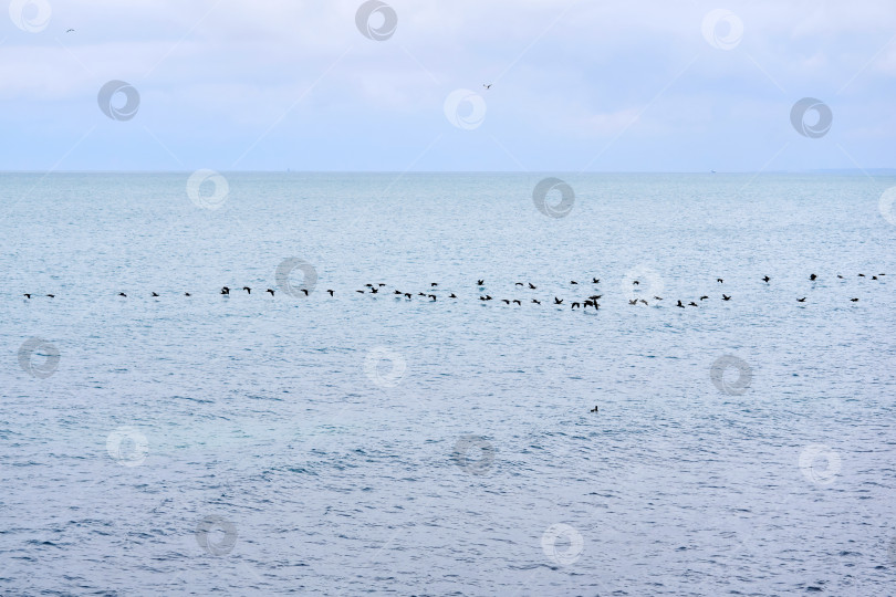 Скачать морской пейзаж со стаей перелетных птиц, низко пролетающих над ватом фотосток Ozero