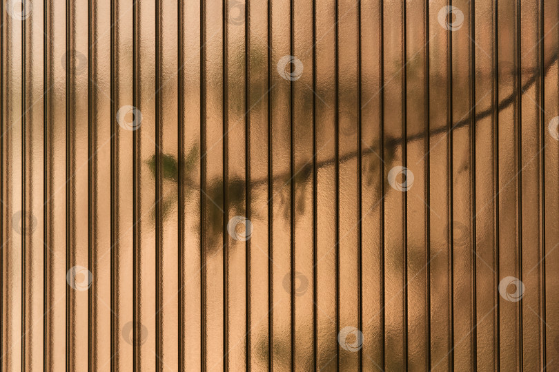 Скачать листья живых деревьев просвечивают сквозь полутемный поликарбонатный экран. фотосток Ozero