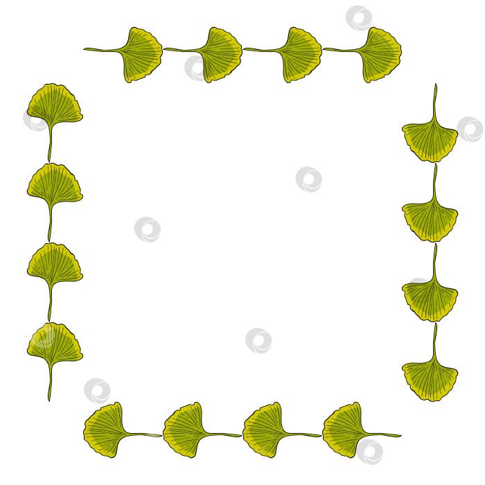 Скачать Квадратная рамка с листьями гинкго билоба на белом фоне. Векторное изображение. фотосток Ozero