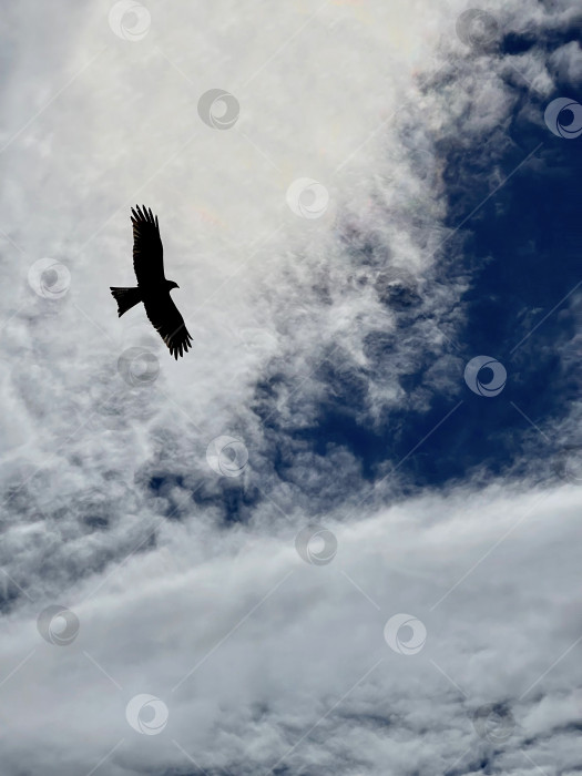 Скачать Орел, летящий в облачном небе фотосток Ozero
