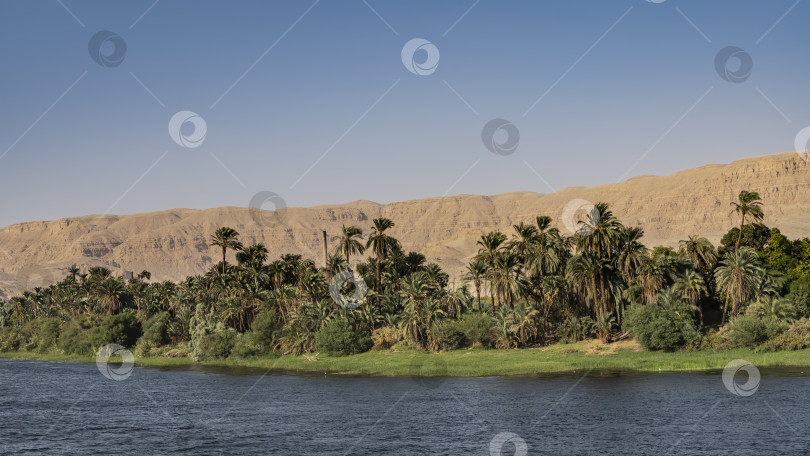 Скачать На берегах Нила растет зеленая трава и высокие пальмы фотосток Ozero