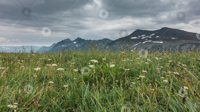 Скачать Белые полевые цветы растут среди сочной зеленой травы на альпийском лугу. фотосток Ozero