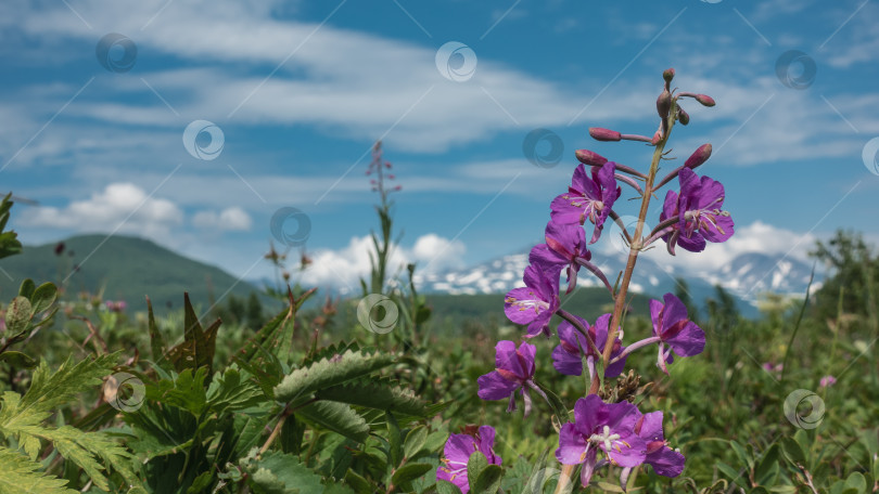 Скачать Chamaenerion angustifolium - иван-чай цветет на лугу. фотосток Ozero