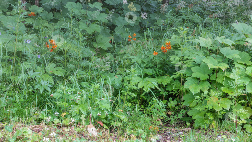 Скачать Оранжевые и пурпурные полевые цветы распускаются на лесной поляне. фотосток Ozero