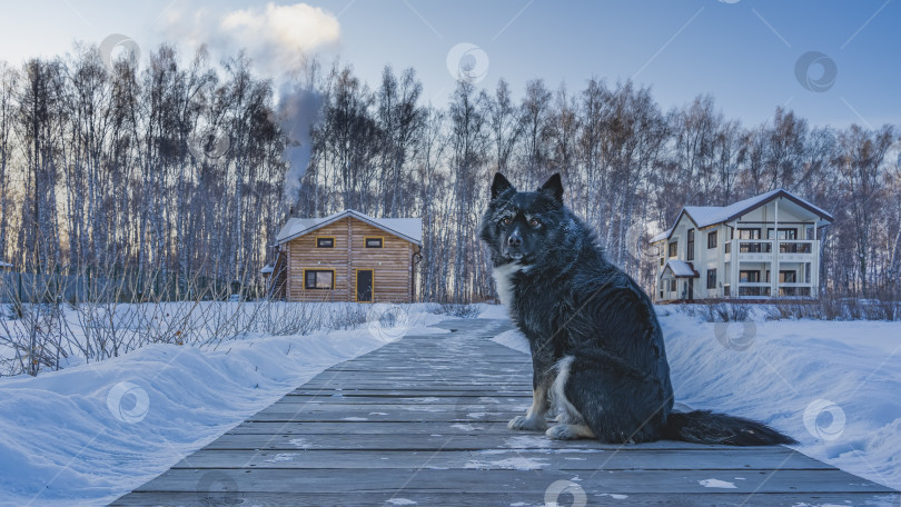 Скачать Между сугробами пролегает деревянная дорожка. фотосток Ozero