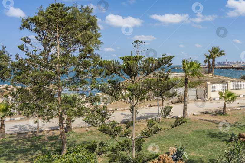 Скачать Араукария разнолистная норфолкская сосна, пальмы растут в парке Монтаза на побережье Средиземного моря. фотосток Ozero