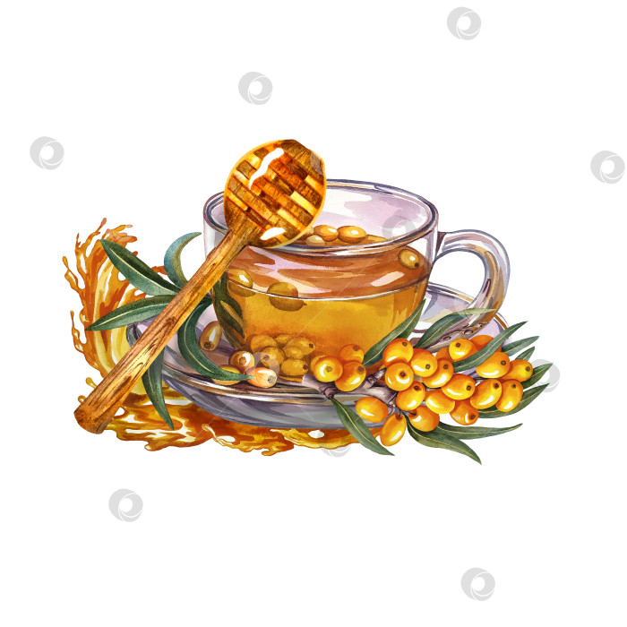 Скачать Чашка чая с облепихой и медом. Акварельная иллюстрация. Полезный витаминный напиток при простудных заболеваниях. фотосток Ozero