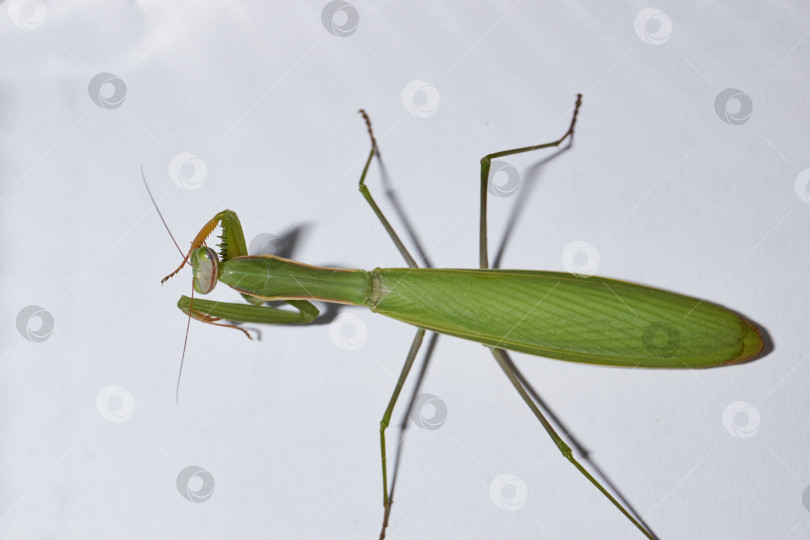 Скачать Обыкновенный богомол (лат. Mantis religiosa) тщательно очищайте передние конечности после еды фотосток Ozero