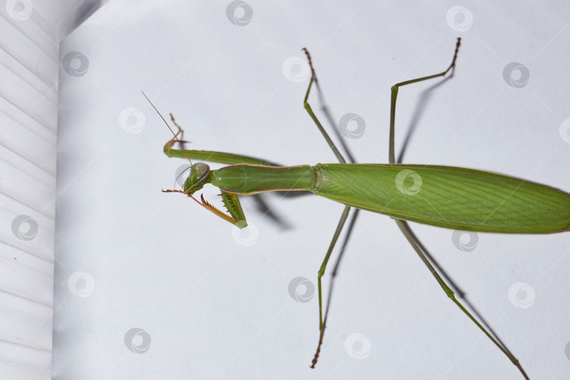 Скачать Обыкновенный богомол (лат. Mantis religiosa) тщательно очищайте передние конечности после еды фотосток Ozero