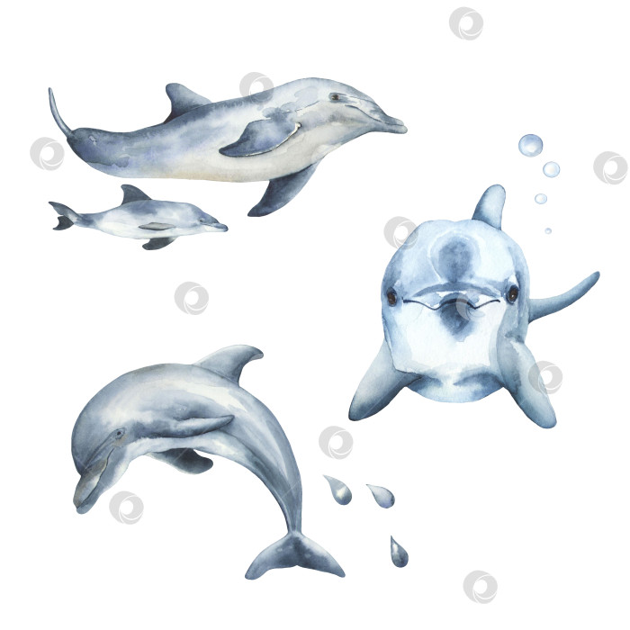 Скачать Акварельный набор из четырех дельфинов фотосток Ozero