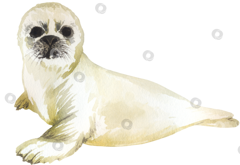 Скачать Детеныш тюленя фотосток Ozero