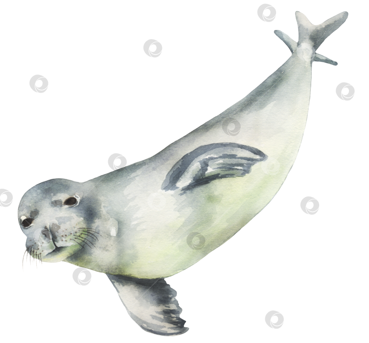 Скачать Акварельный рисунок тюленя фотосток Ozero