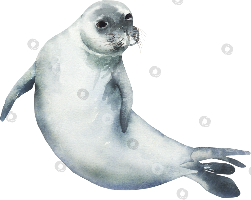 Скачать Акварельный милы тюлень фотосток Ozero